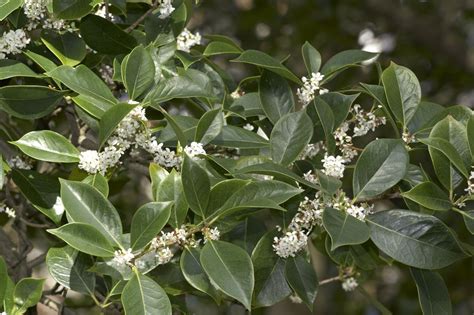 Fragrant Olive Monrovia One Shrub Will Perfume The Whole Garden