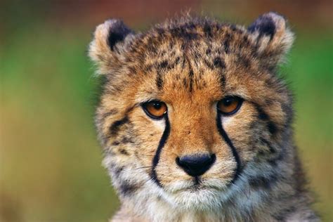 Cheetahs Have Become The Hot New Luxury Pet And Its