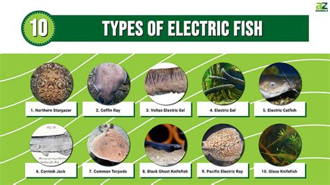 Types Of Electric Fish Discover 10 Shocking Fish A Z Animals