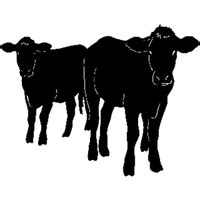 Cow Decal STSBA #37 Cattle Ranch Sticker | Cattle, Cattle ranching, Cow ...