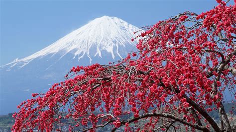 Free Download In Japan Japan Sakura Mountains Wallpaper Background 4k