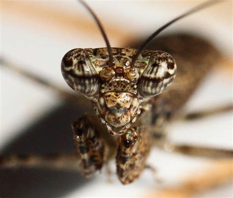 Mantis Looks Like Some Sort Of Praying Mantis Type