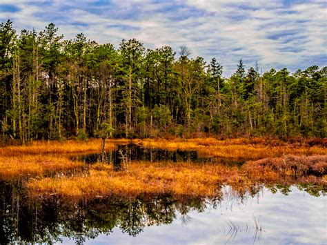 Golden Bogs In The Pinelands Louis Dallara Photography