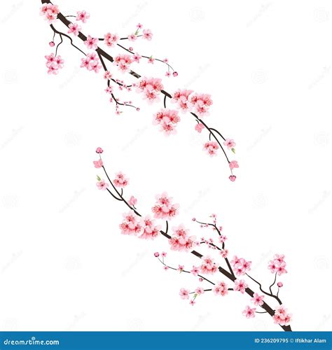 Cherry Blossom With Watercolor Sakura Flower Japanese Cherry Blossom