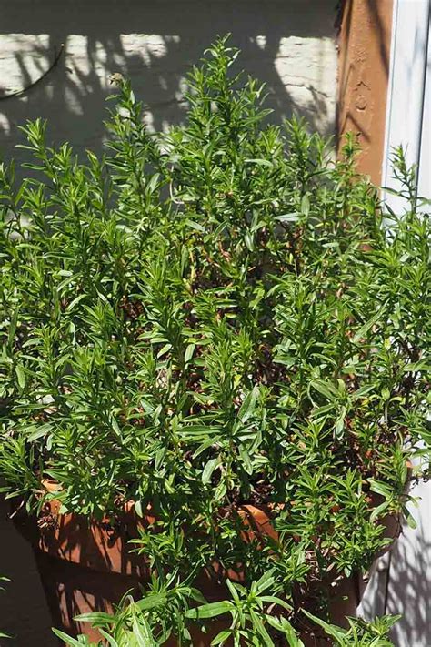 How To Plant And Grow Winter Savory Ondecknews