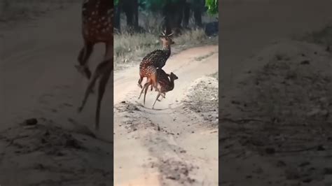 Deer Mating Youtube