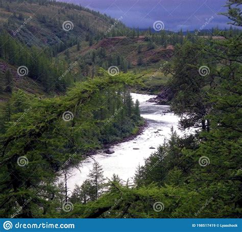 River In Taiga In Northern Russia The Nature Of The Taiga In A