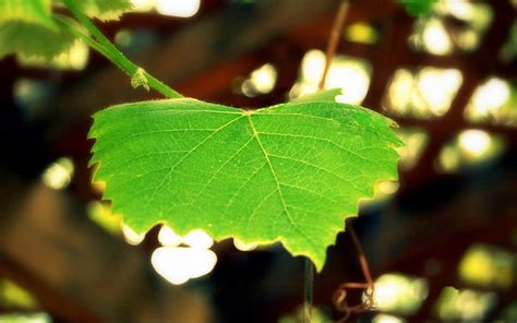 Green Grape Flower Vine Leaves Plant Hd Wallpaper Peakpx