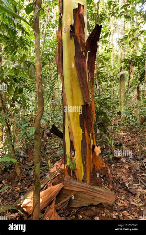 Capirona Tree Capirona Decorticans With Peeling Bark In Rainforest In