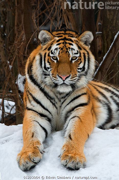 Nature Picture Library Portrait Of Siberian Tiger Panthera Tigris