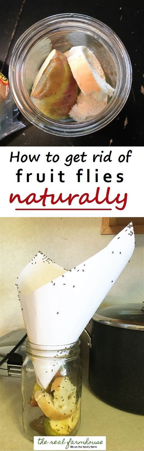 Even though house flies don't bite, they can still get you sick. How to get rid of fruit flies naturally- the best way ...
