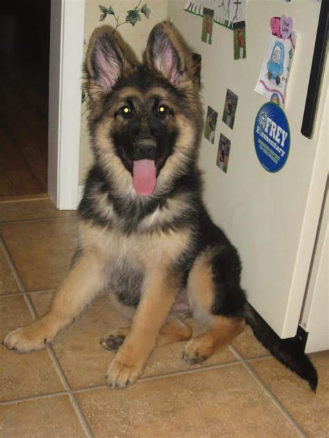 These puppies are twelve weeks old and ready to go. Where to find King Shepherd Puppies for Sale - Dogable