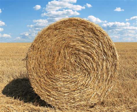 Wheat Straw Wheat Straw Exporters In Pakistan Saremco