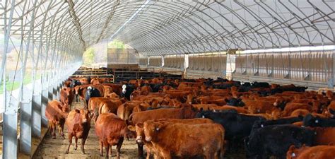 You might think that feeding cattle is as simple as just putting some hay in food requirements for different cattle breeds. Best Hoop Barns in the Midwest | Accu-Steel Fabric Covered ...