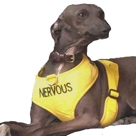 Nervous Dog By Sageanderss Redbubble