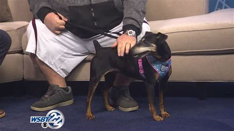This Cute Doggy Needs A Forever Home Wsbt
