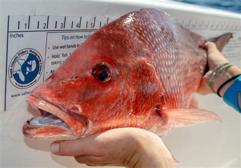 Snapper Red South Atlantic Fishery Management Council