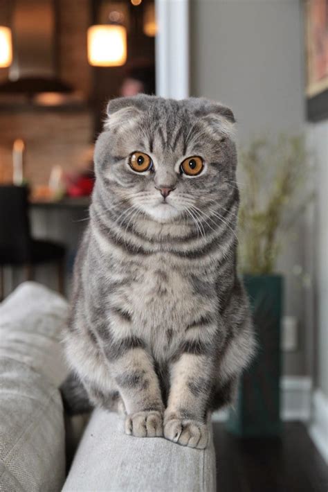 My Cute Scottish Fold Cat Aww