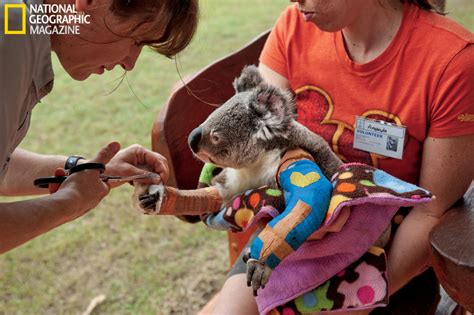 Koala Rescue Pawcurious With Veterinarian And Author Dr V