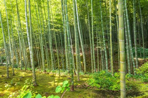 Bamboo Forest In Arashiyama Kyoto Japan Editorial Stock Photo Image