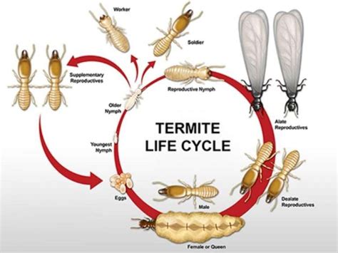 Termite Life Cycle And Lifespan Biotech Termite And Pest Control