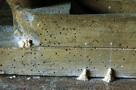 See full list on hausjournal.net Holzwurm bekämpfen: Einfache Hausmittel gegen den Holzschädling