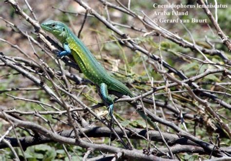 Presque systématiquement qu'une femme est assassinée par son mari on apprend en même temps qu'une ou plusieurs plaintes avaient déjà été. Cnemidophorus lemniscatus | The Reptile Database