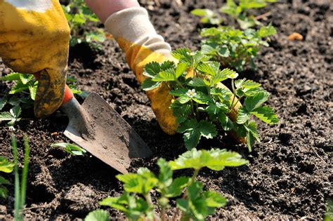 Consider choosing any of the vertical gardens are one of the trendiest new designs in home gardening. Planting Florida Strawberries - Strawberry Sue ...
