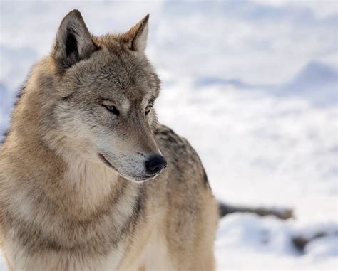 Gray Wolf Wisconsin Stock Photos Pictures And Royalty Free Images Istock