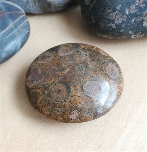 Fossilized Coral Palm Stone For Grounding And Ancient Wisdom Etsy