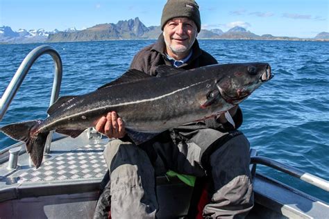 Lofoten Islands Hosted Halibut And Plaice Fishing North Norway