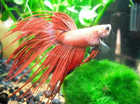 We did not find results for: Betta Constipation | My Aquarium Club
