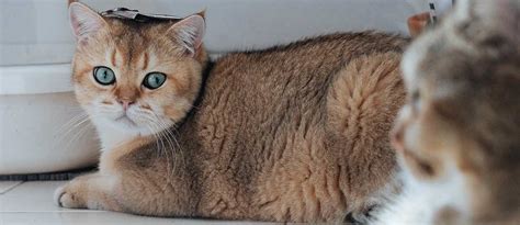 Langkah cpr untuk pasien henti jantung paling tepat. Cara Mengatasi Kucing Stress dengan 8 Langkah Mudah ...