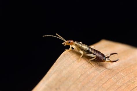 7 Things To Know About Earwigs