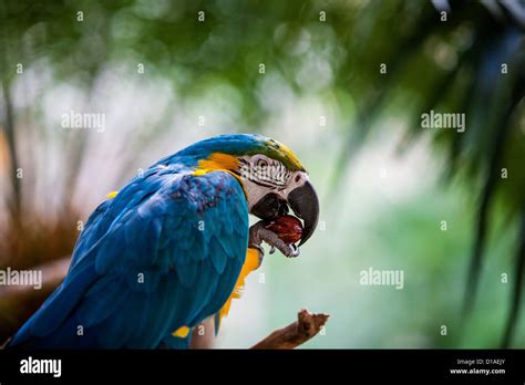 Yellow And Green Macaw Hi Res Stock Photography And Images Alamy