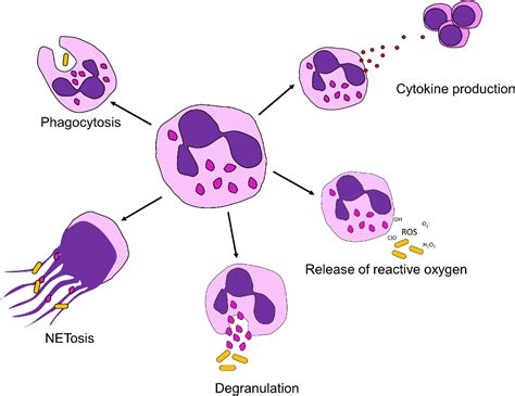 Figure 1 From Studying Neutrophil Function In Vitro Cell Models And