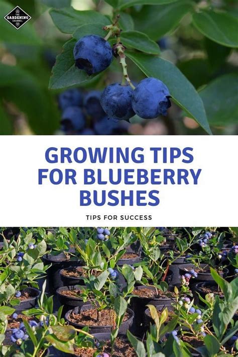 Want To Grow Your Own Blueberry Bushes Follow These Tips To Help You