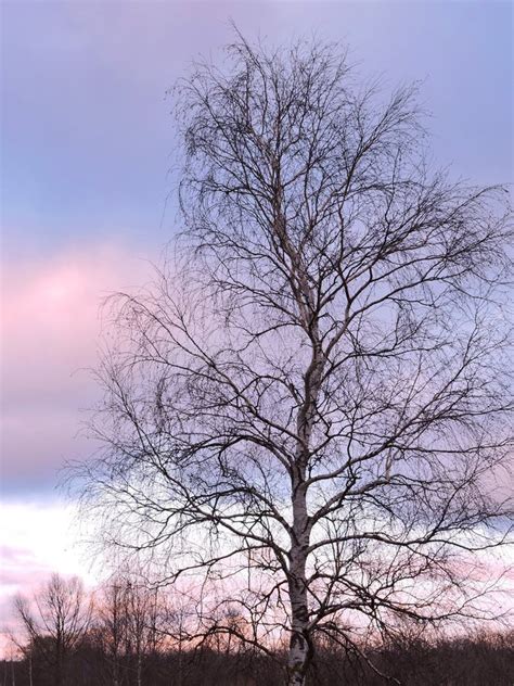 Birch Tree In Sunset Colors Sky Background Stock Photo Image Of Pink