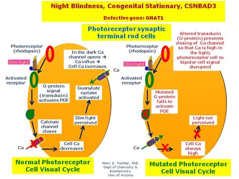 Night Blindness Congenital Stationary Csnbad3 Hereditary Ocular