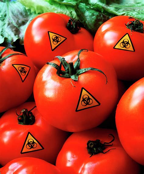 Genetically Modified Tomatoes Photograph By Martin Bondscience Photo