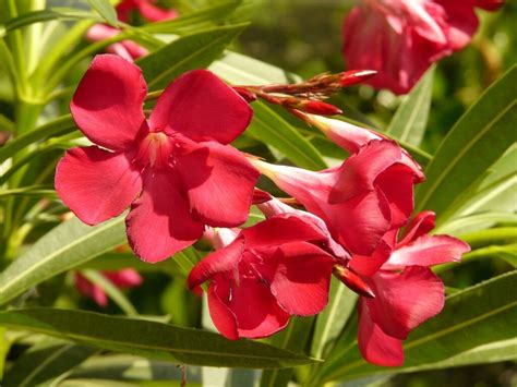 Nerium Oleander A To Z Flowers