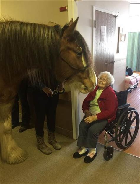 I was invited to a party tonight, but how the deer quickly took the antlers and disappeared into the woods. Bringing a Clydesdale to a Nursing Home is "Pet Therapy on ...