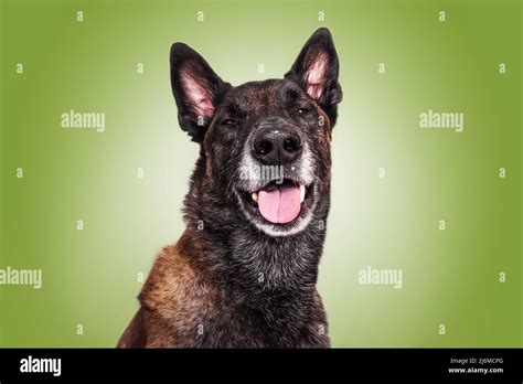 Malinois Funny Portrait Dog Making A Smile Pastel Background Funny