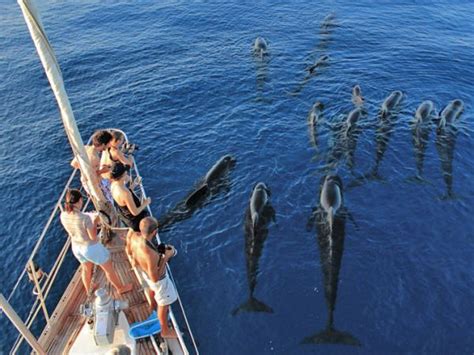 Whale And Dolphin Research In Ligurian Sea Italy Responsible Travel
