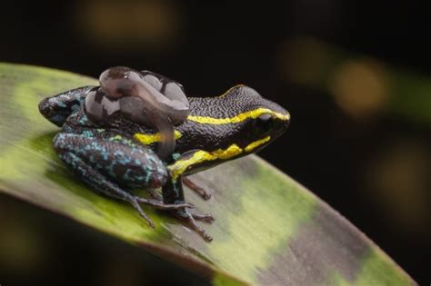19 Poison Dart Frog Facts Fact Animal