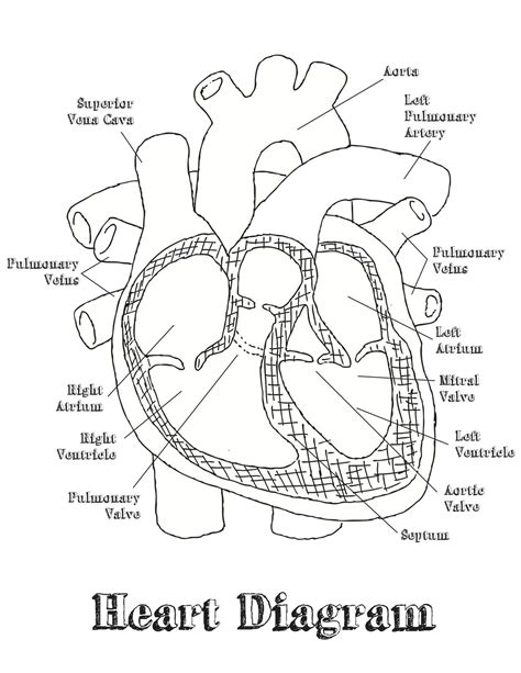 Overview of a system to train a deep neural network to make. Heart Diagram Printable Worksheet - Learning How to Read