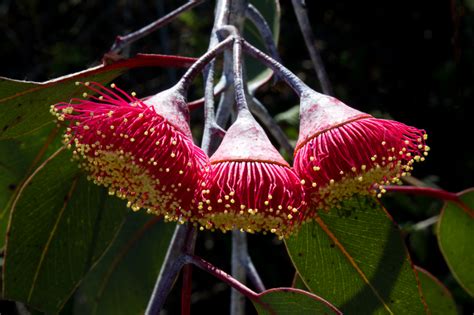 Pretty Eucalyptus Flowers And Seed Pods Seed Pods Red Flowers Australian Native Flowers