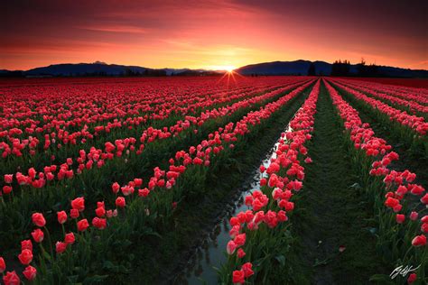 F308 Sunrise Over Tulip Fields Skagit Valley Washington Randall J