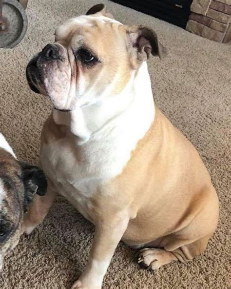 Teddy (yes, girls can be called this; Lost Dog - Albertville- English Bulldog / Old English ...