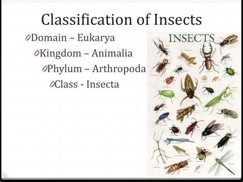 Ppt Common Insect Orders Powerpoint Presentation Free Download Id
